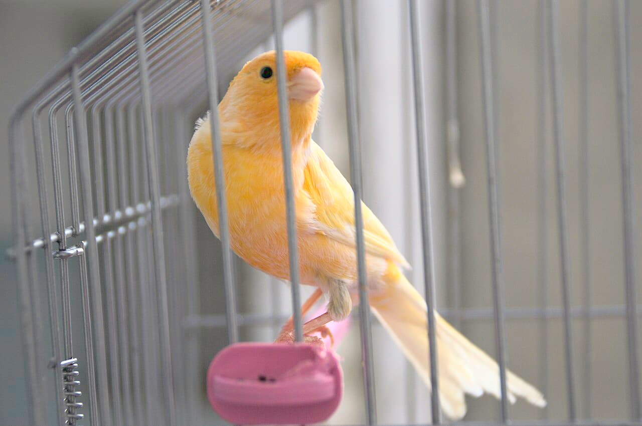 Orange canary perched in a cage beside a pink seed feeder