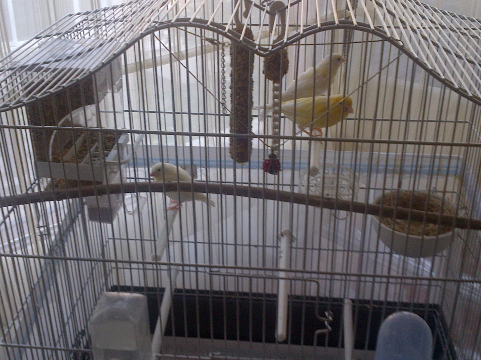 Several canaries kept together in a small dome-topped cage