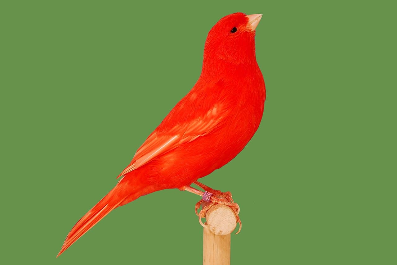 Bright red intensive red factor canary on a show perch